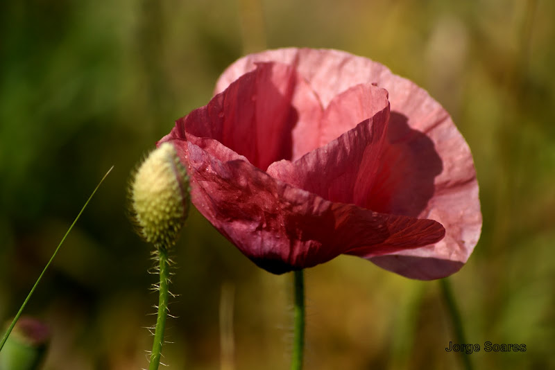 Papoila cor de rosa suave