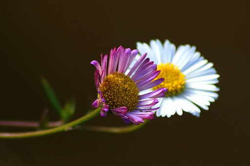 Flores silvestres da minha infância