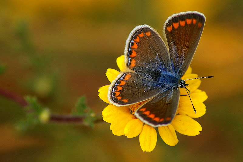 A borboleta no malmequer