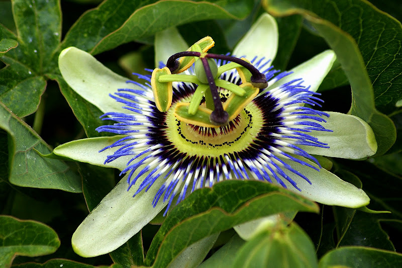 Flor da paixão, flor de maracujá
