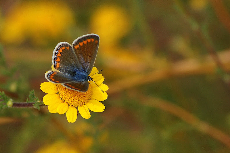 Borboleta na margarida