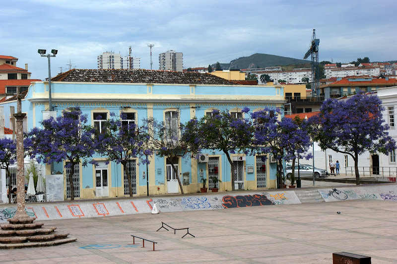 Jacarandás no largo de Jesus, Setúbal