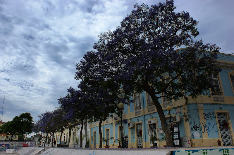 Jacarandás no largo de Jesus