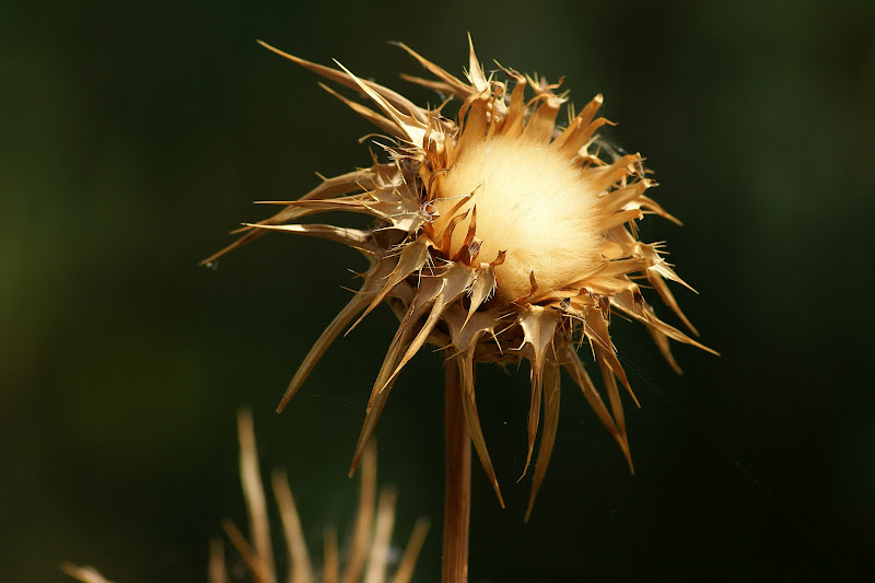 Flor de cardo