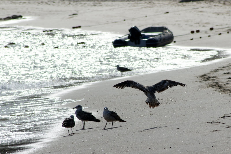 Mar de Prata em Albarquel