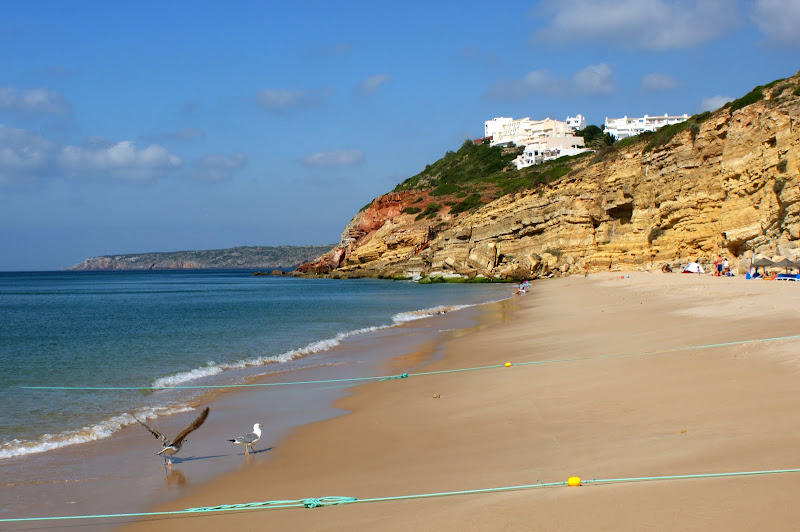 Gaivotas na Praia, SAlema, Algarve