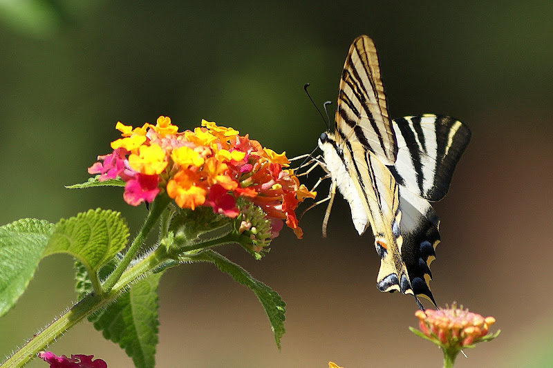 Borboleta Zebra