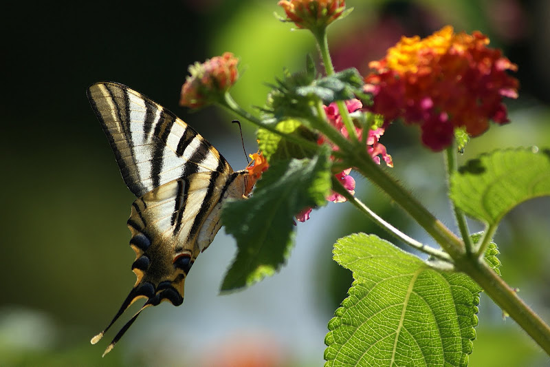 Borboleta Zebra