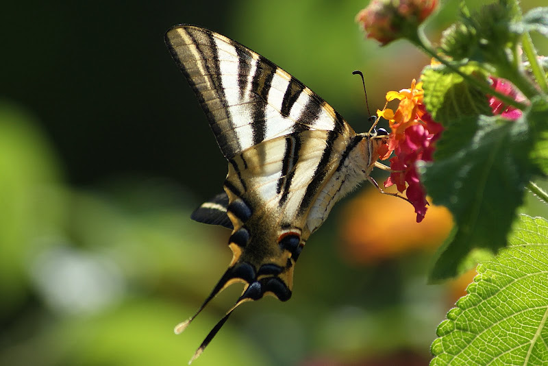 Borboleta Zebra