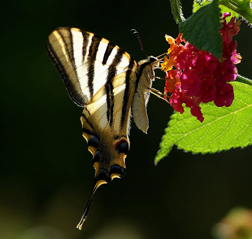 Borboleta Zebra