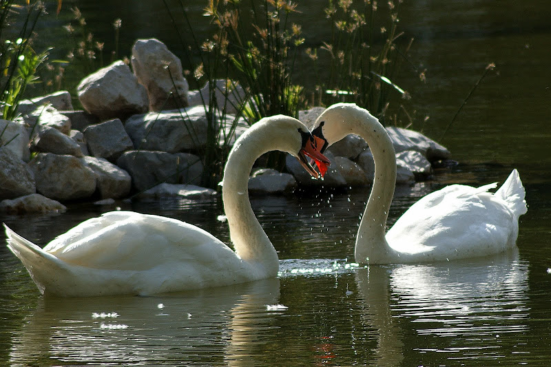 cisnes, momentos de ternura no bonfim
