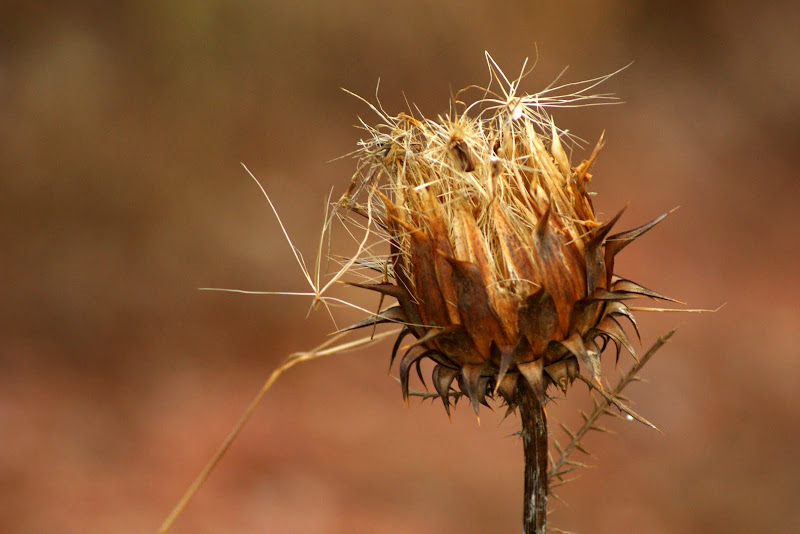 Cardos secos, na serra do Louro