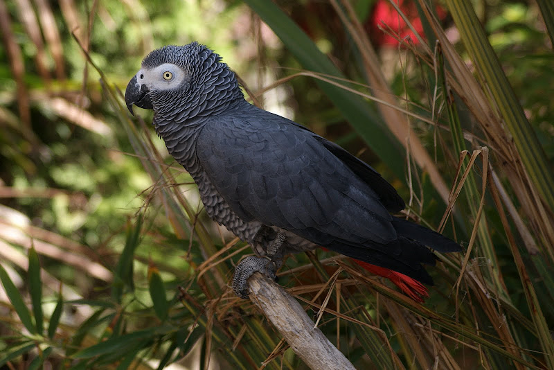 Aves do Zoológico de Lisboa