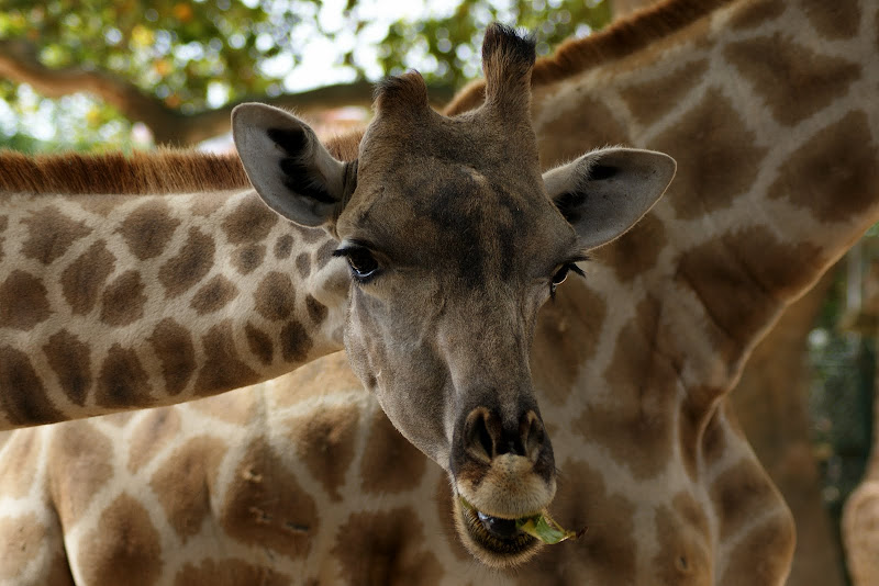 Girafa, Zoo de Lisboa