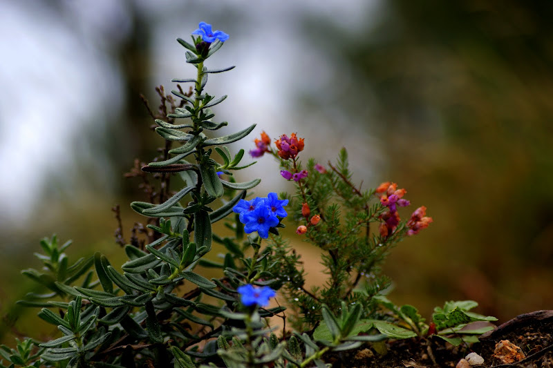 Há mais cores no Outono