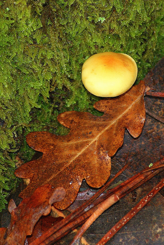 Cogumelo, Campo do Gerês, Outono