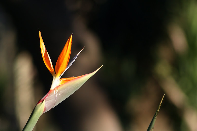 Strelitzia reginae: a ave-do-paraíso
