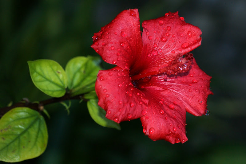 Hibisco, depois da Chuva