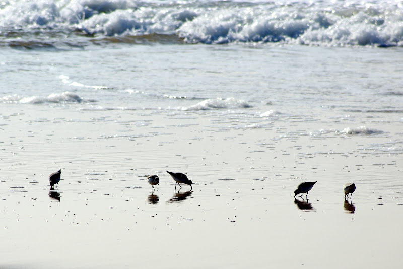 Aves, Costa da Caparica