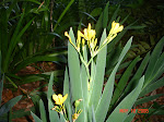 Yellow iris