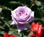rose.jpg