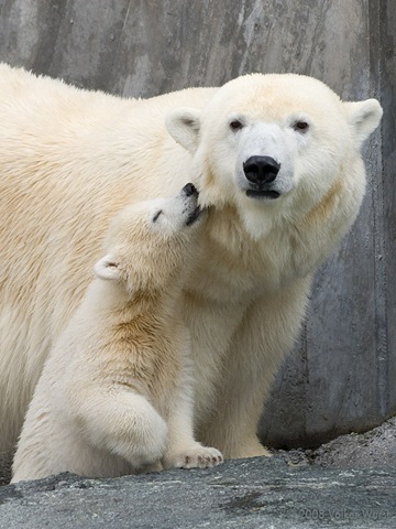 [Stupidly sweet polar bears[3].jpg]