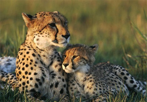 [Cheetah mother and baby[3].jpg]