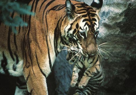[Tiger and cub[3].jpg]