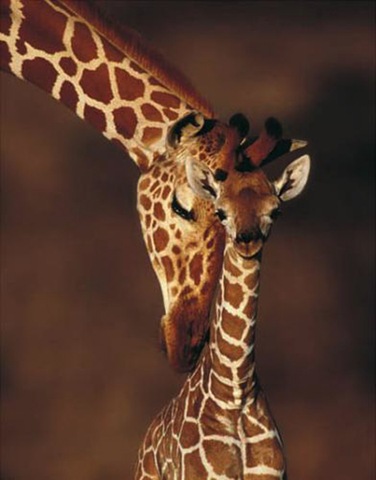 [Giraffes from Pixdaus, photographer unknown[3].jpg]