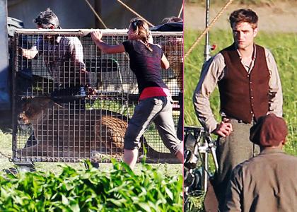robert-pattinson-lioness.jpg