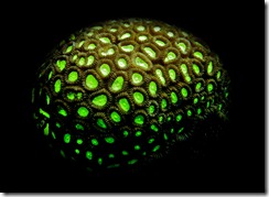 n example of photo luminescence in coral in West Papua (Photo and caption by Stephen Martin) n example of photo luminescence in coral in West Papua (Photo and caption by Stephen Martin)