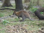 Kangaroo