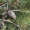 Eldarica or Afgan Pinecone