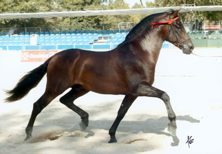 caballos espanoles bailando
