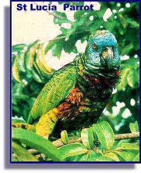 [StLuciaParrot[3].jpg]