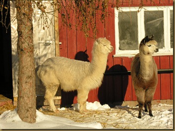 Vakker søndag 079