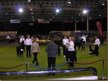 British Alpaca Futurity 2010 Nikon 001