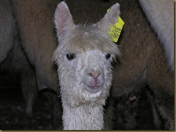 British Alpaca Futurity 2010 Nikon 033