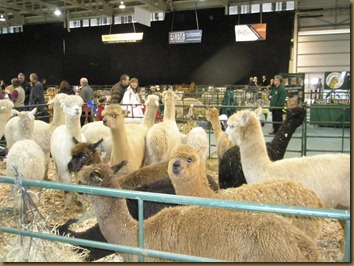 British Alpaca Futurity 2010 Olympus 009