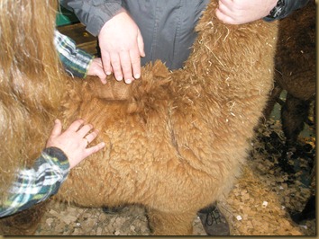 British Alpaca Futurity 2010 Olympus 013