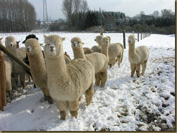 Ambersun-males in Germany. Trager in front. Ambersun-males in Germany. Trager in front.