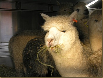 Beautiful alpacas! Beautiful alpacas!