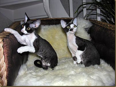 devonrex-007