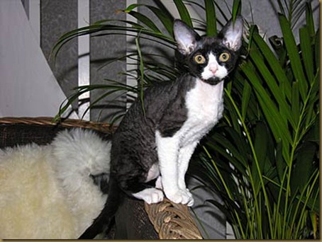 devonrex-028