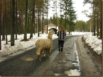 Grimetrening med Beachcomber 005