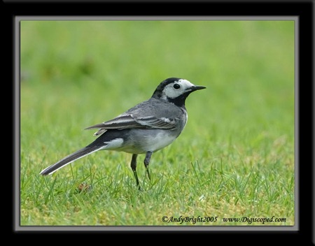 [PiedWagtailDSC_0698[2].jpg]
