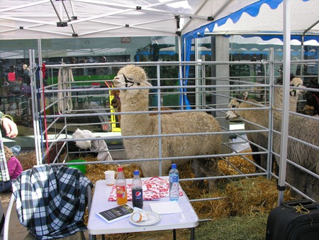 [Alpakkautstilling 2010 003[3].jpg]