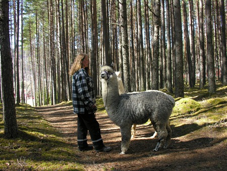[Tusletur i nord med Corazon og Viella 013[2].jpg]