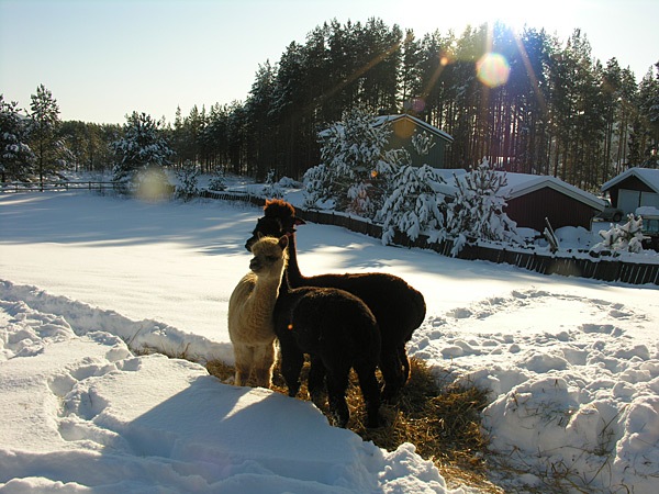 [alpacainsnow2[2].jpg]