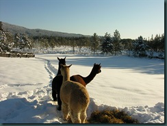 alpacainsnow3